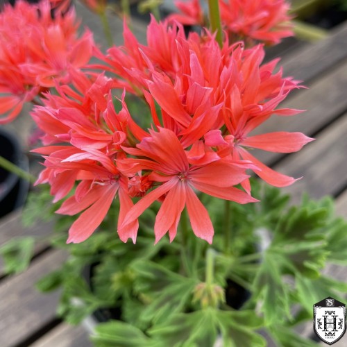 Pelargonium 'Els' - Pelargoon 'Els' P9/0,55L